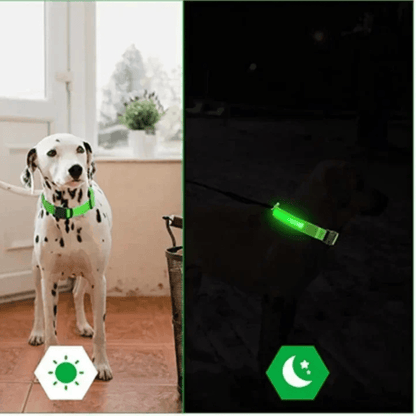 Collier fluo pour chien jour et nuit
