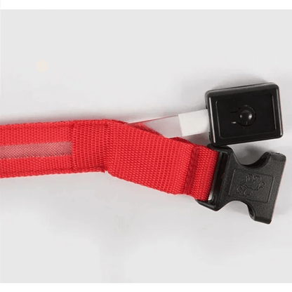 Collier fluo pour chien lumiere