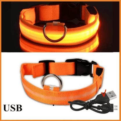 Collier fluo pour chien orange