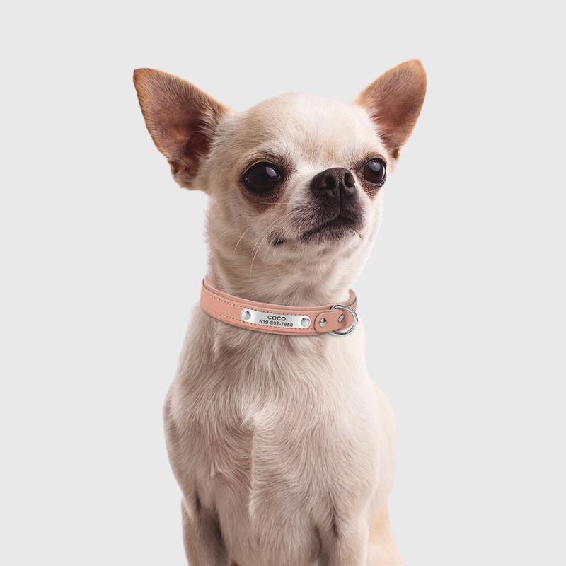 Collier pour petit chien personnalise modele chien collier rose