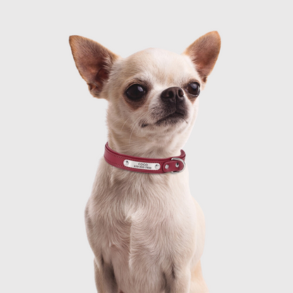 Collier pour petit chien personnalise modele chien marrons