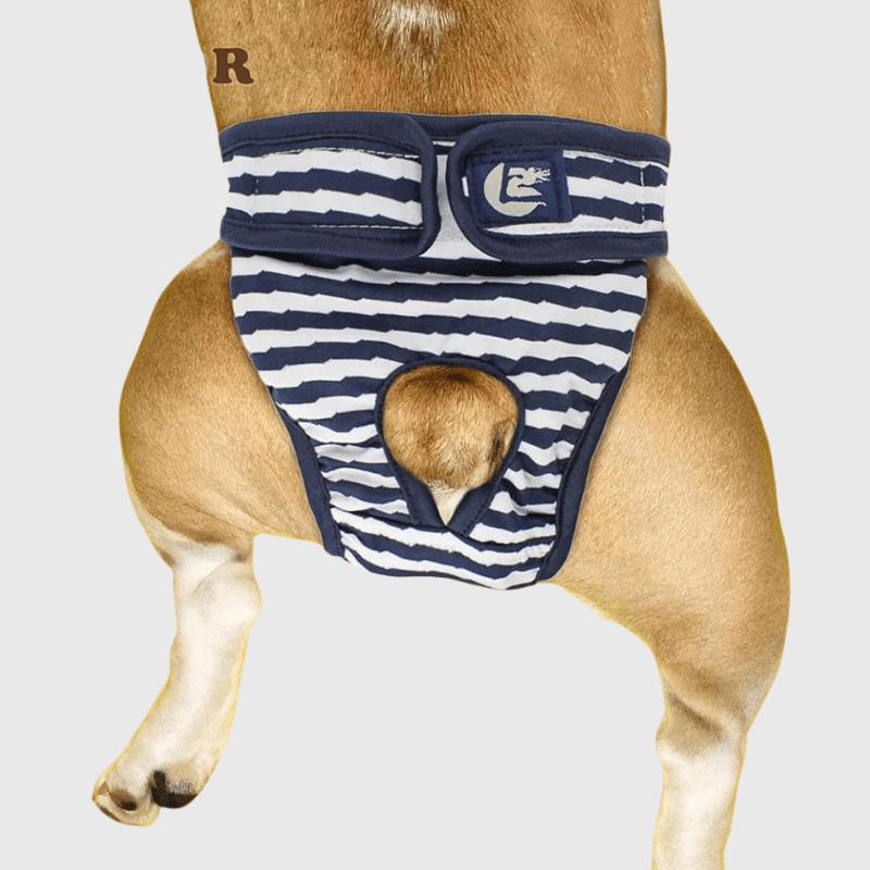 Culotte hygienique pour chien exemple