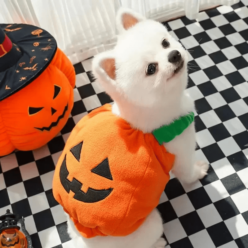 Deguisement citrouille chien shiba