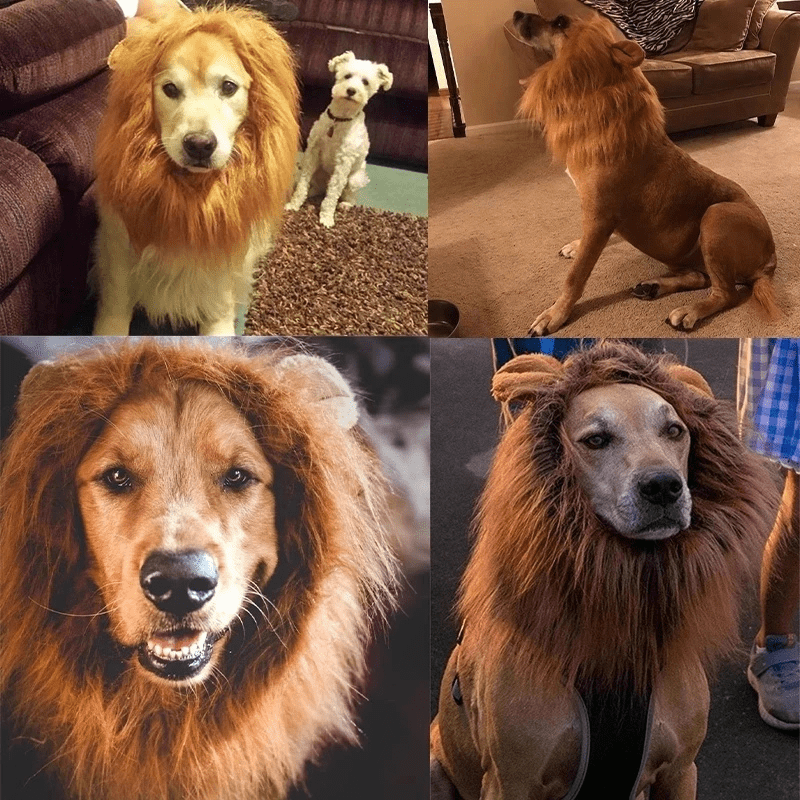Deguisement gros chien exemple sur chien