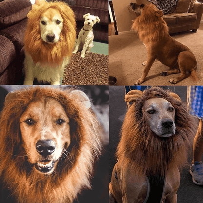 Deguisement gros chien exemple sur chien
