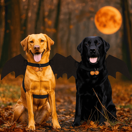 Deguisement halloween chien