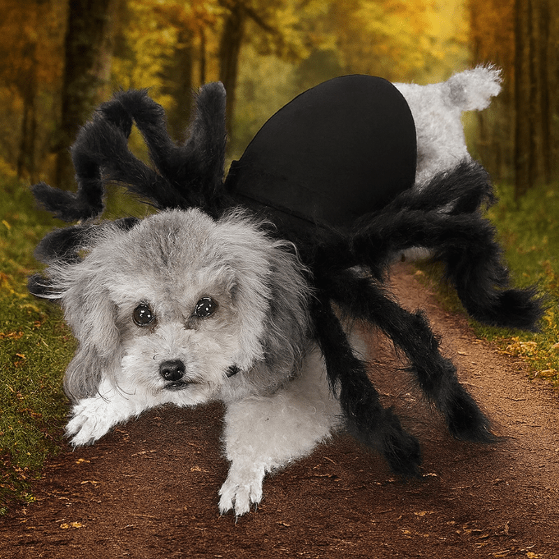 Deguisement halloween chien araignée
