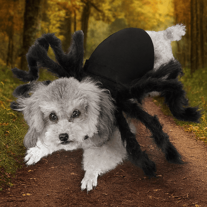 Deguisement halloween chien araignée