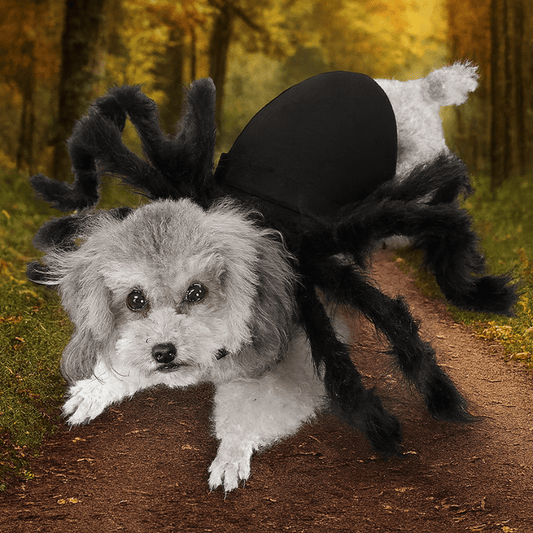Deguisement halloween chien araignée