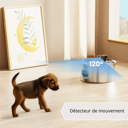 Fontaine a eau chien exterieur detecteur