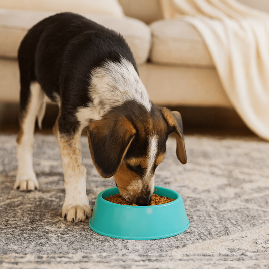 Gamelle chien plastique vert chiot