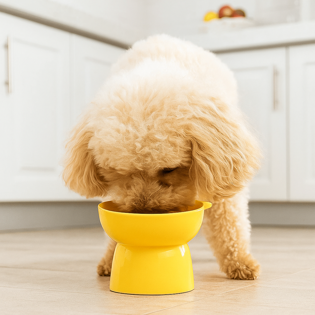 Gamelle chien surélevé Jaune cuisine