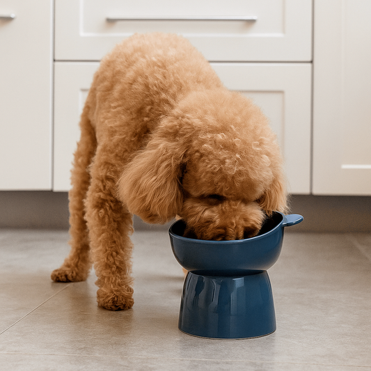 Gamelle chien surélevée Bleu repas