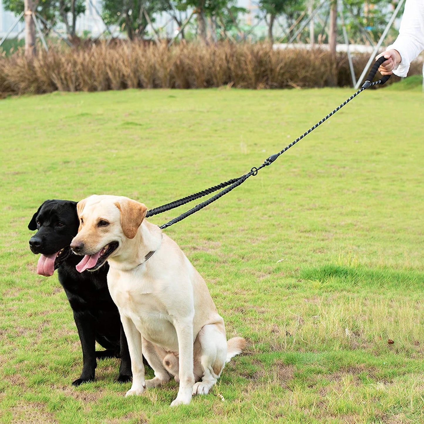 Laisse pour chien double mousqueton avec deux chiens un noir et un blanc dans un parc avec de l'herbe