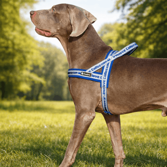 Harnais avec poignée pour chien