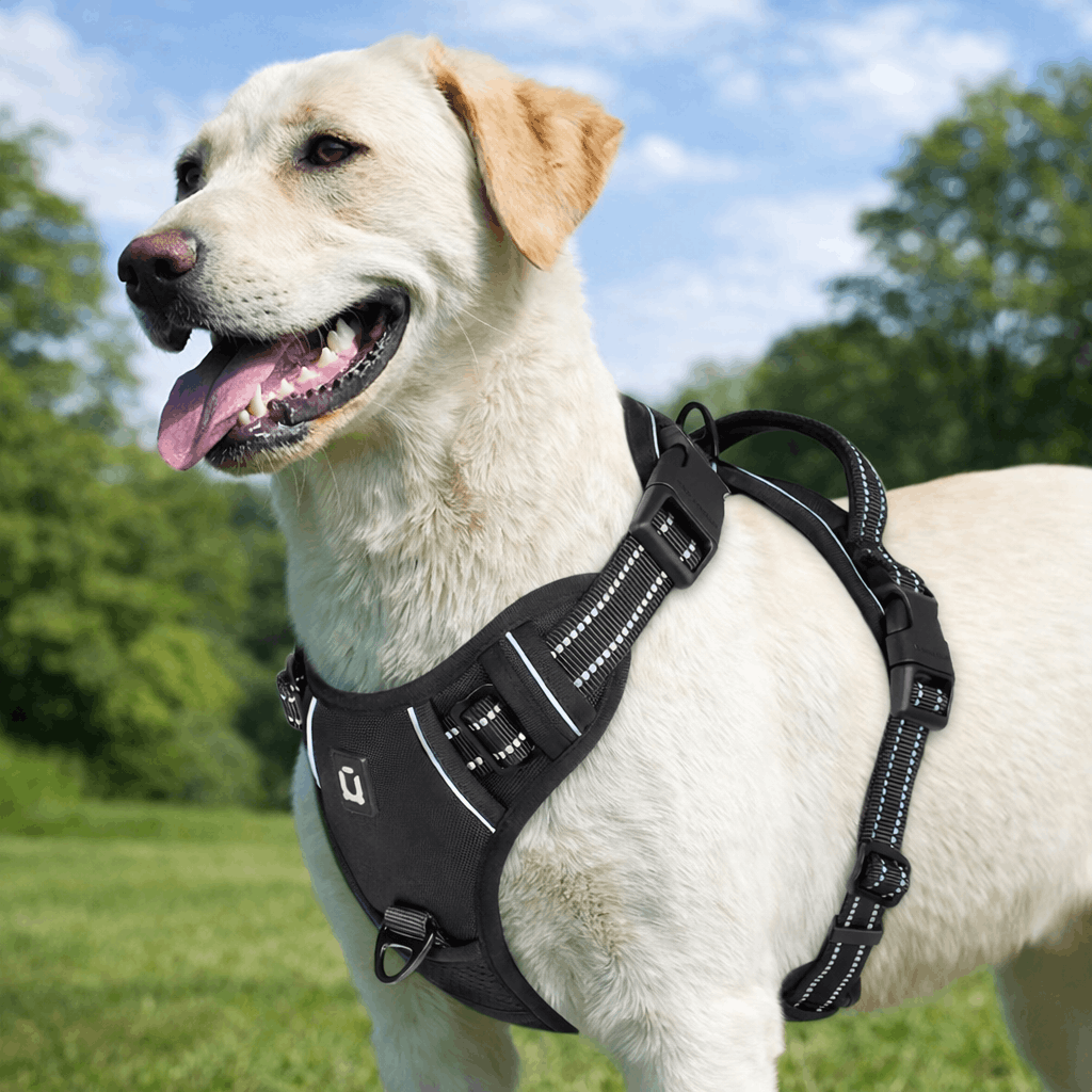 Harnais pour chien en H – structure ajustable et bandes réfléchissantes pour des promenades sécurisées en toutes saisons