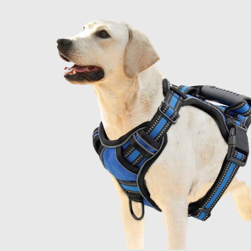 Harnais anti traction en T modele avec chien bleu