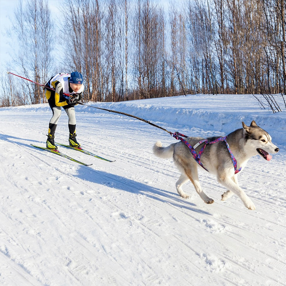 Harnais course chien husky et ski