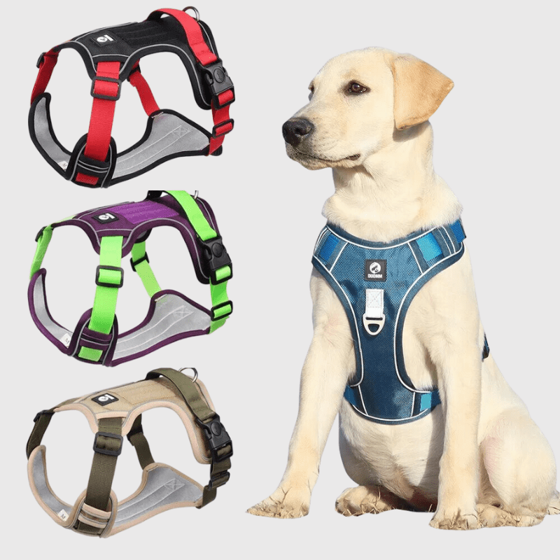 Harnais pour chien vert et violet labrador