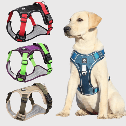 Harnais pour chien vert et violet labrador