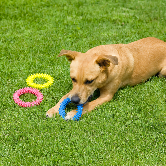 Jouet en caoutchouc anneau d'épine pour chien