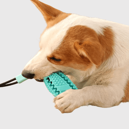 Jouet pour chien avec ventouse caniche