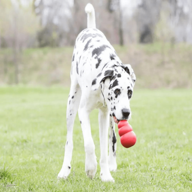 Kong jouet pour chien Rouge dalmacien