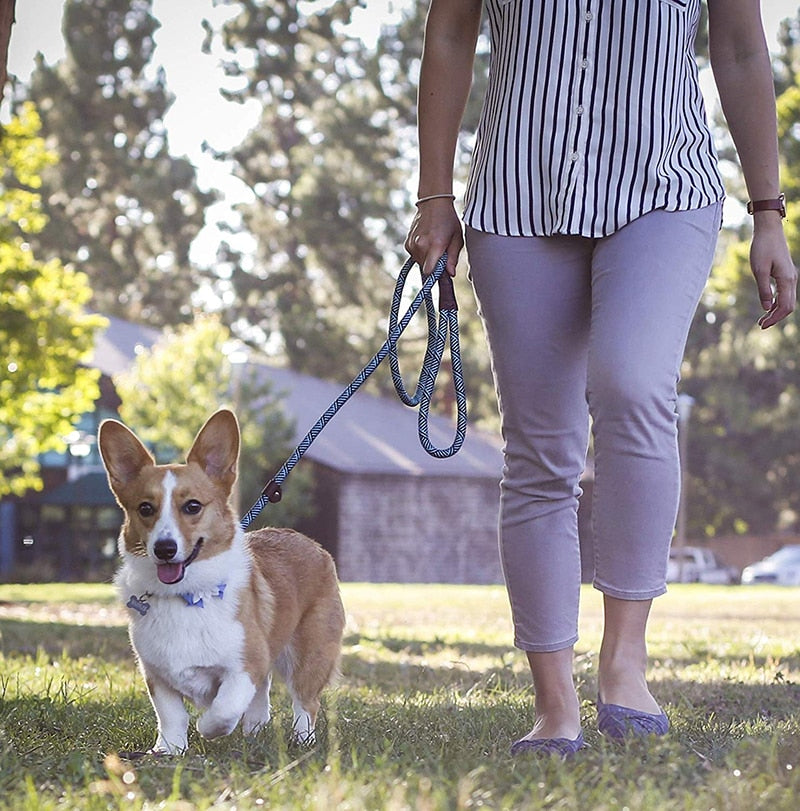 Laisse corde pour chien corgi