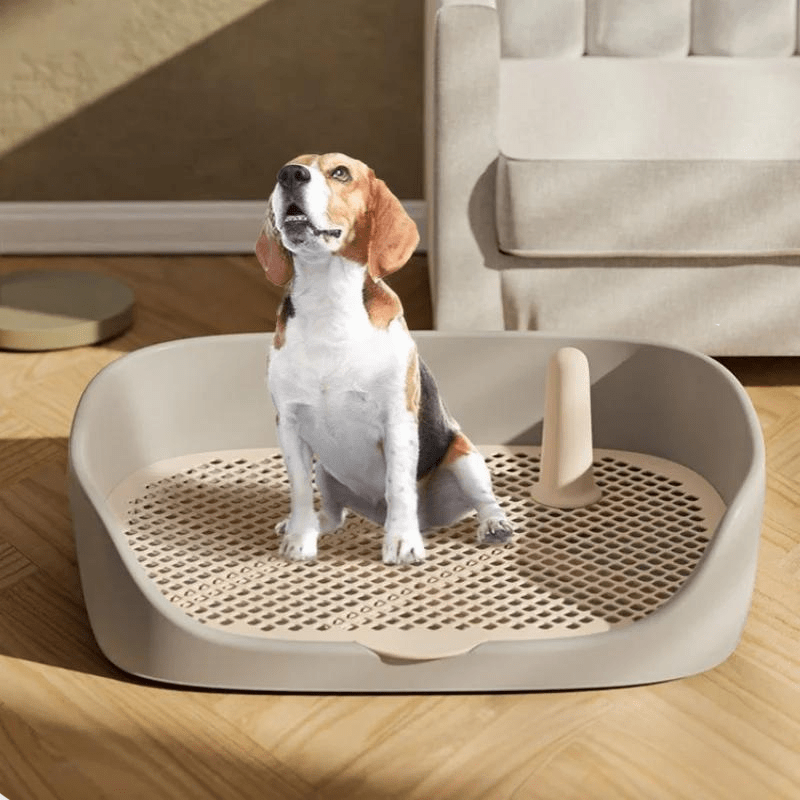 Litière pour chien sur terrasse modele avec chien
