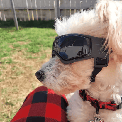 Lunette de protection pour petit chien