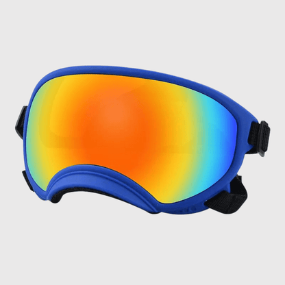 Lunette moto pour chien bleu couleur