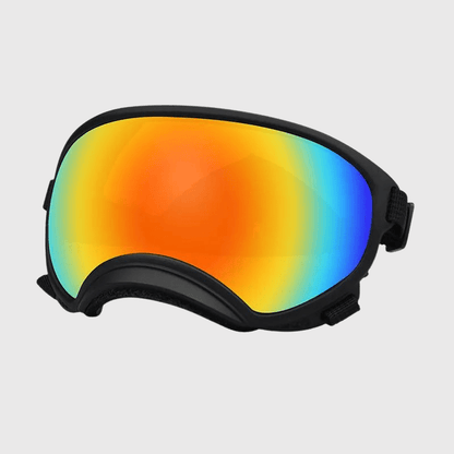 Lunette moto pour chien noir couleur