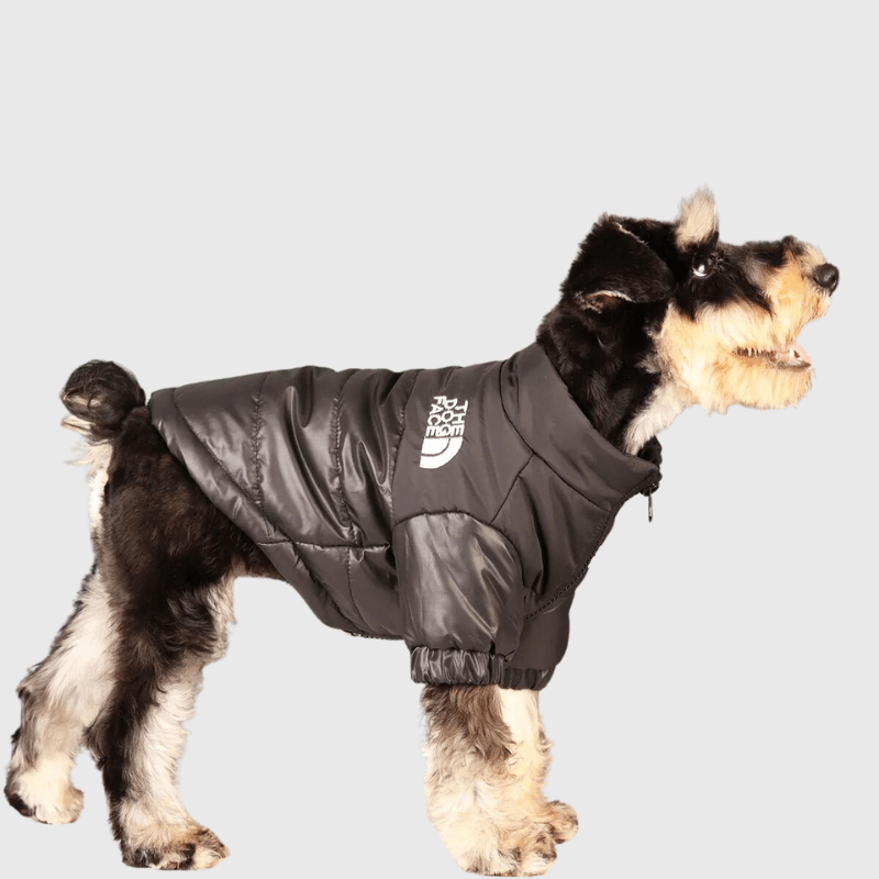 Manteau hiver pour chien online