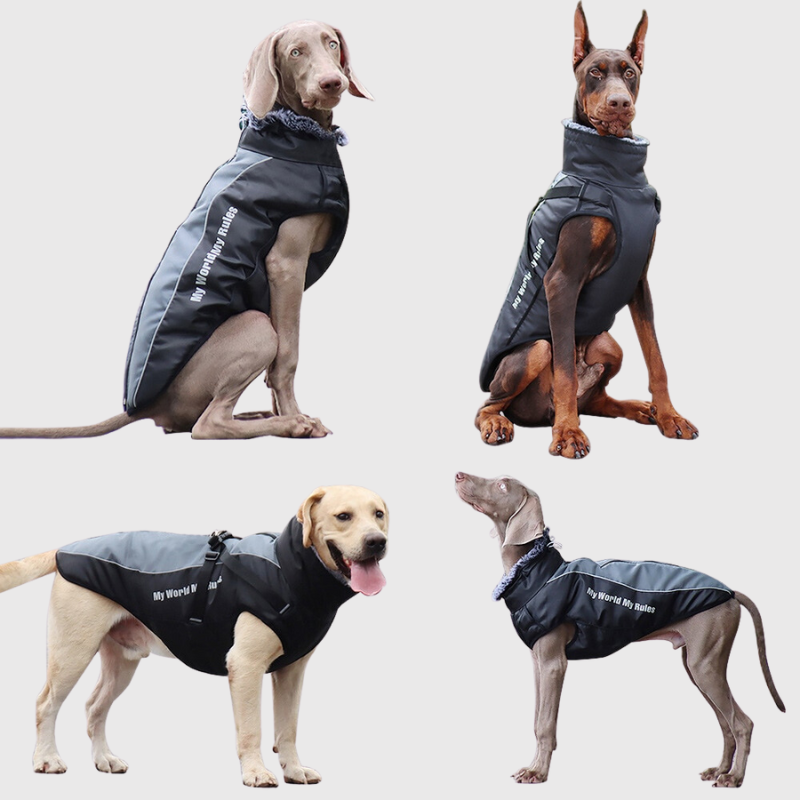Manteau chien avec harnais intégré hotsell