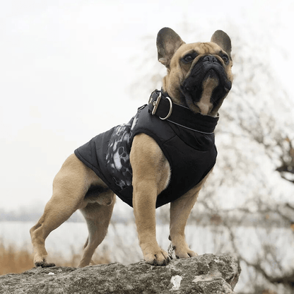 Manteau pour chien pluie bouledogue