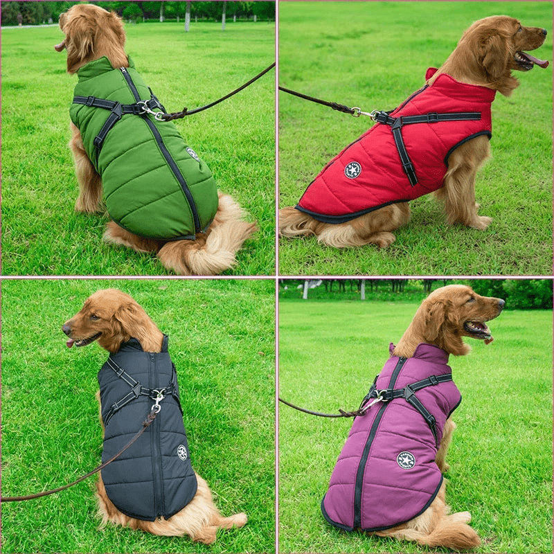 Manteau pour gros chien avec harnais