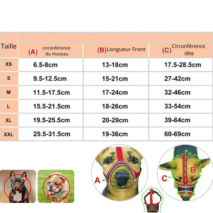 Museliere Chihuahua guide des tailles