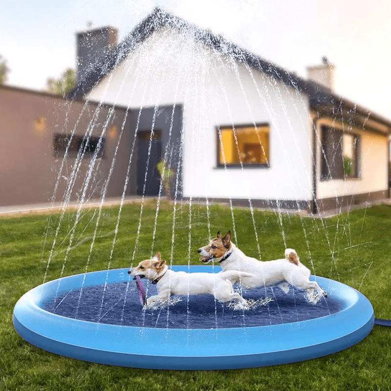 Piscine pour chien avec jet jardin