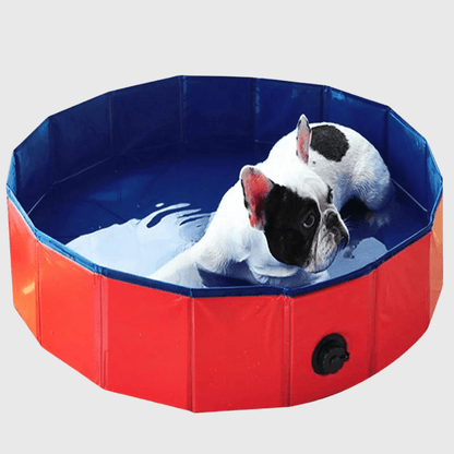 Piscine pour chien en plastique dur bouledogue