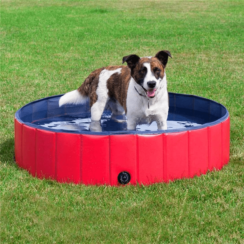 Piscine pour chien en plastique dur chiots