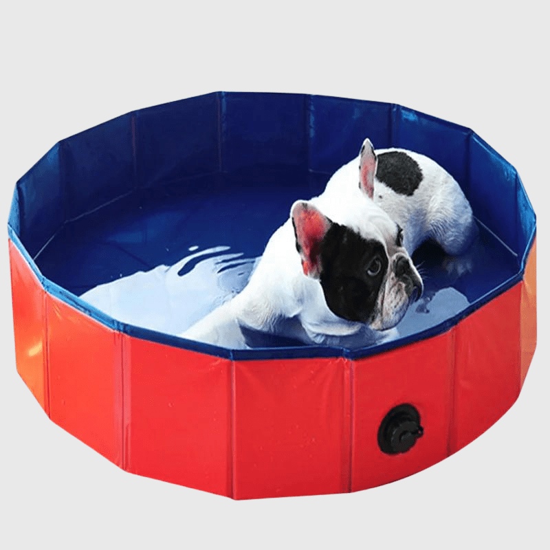 Piscine rigide pour grand chien​ bouledogue