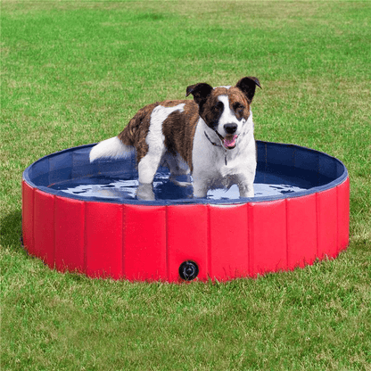 Piscine rigide pour grand chien​ exterieur