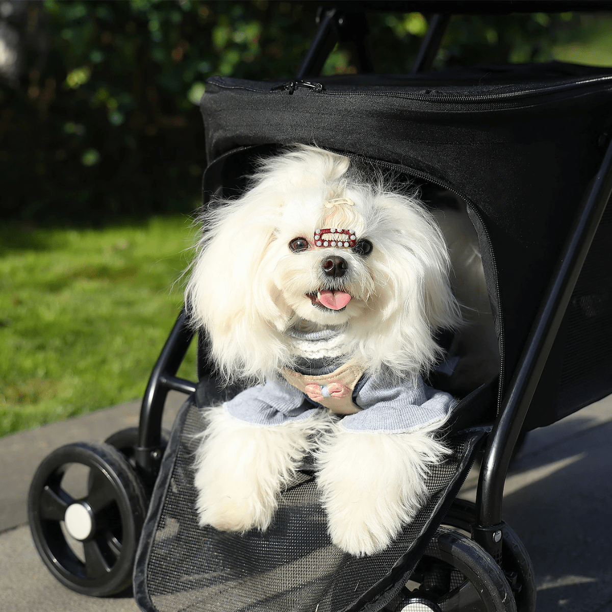 Poussette pour chien pliable chihuahua