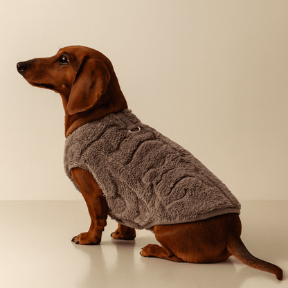 Pull Pour Teckel gris