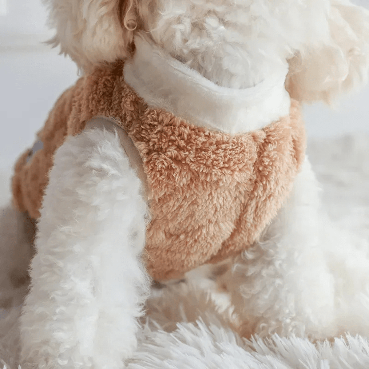 Pull Pour Teckel sur chien
