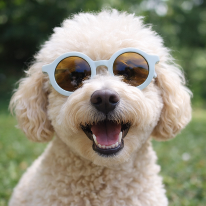 lunette soleil pour chien - Paradis Chien