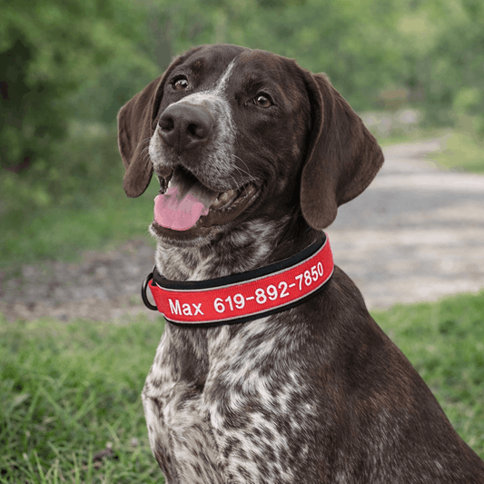 Collier de Chasse pour Chien