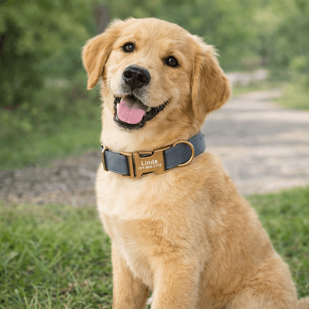 collier chien gravé - Paradis Chien