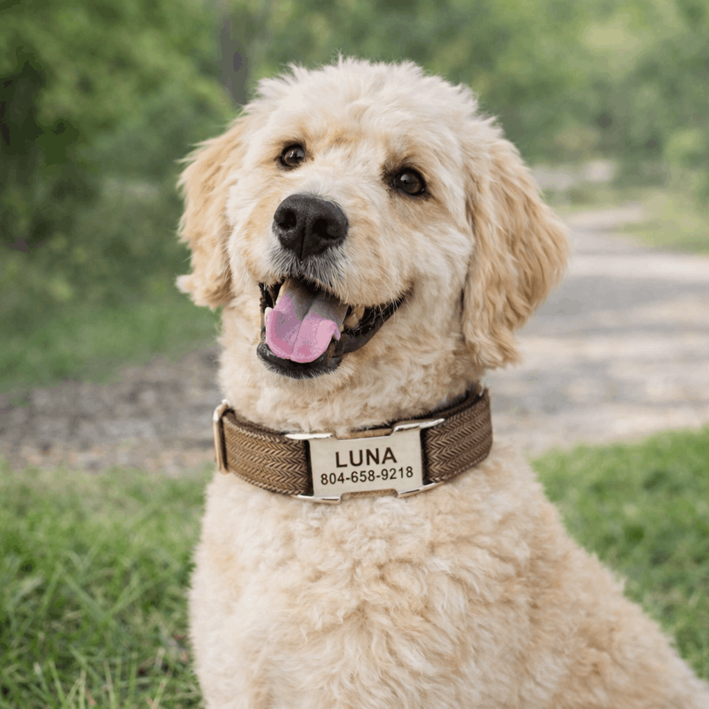 collier personnalisé chien tressé - Paradis Chien