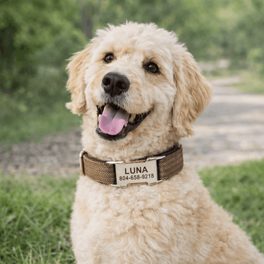 Collier personnalisé chien tressé